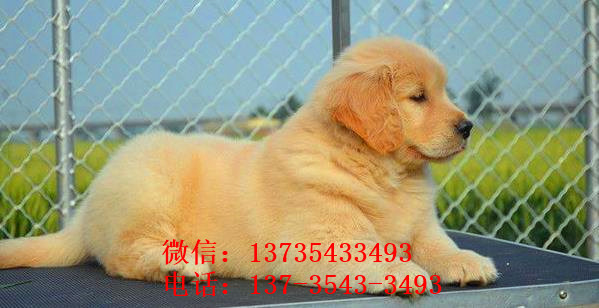 合肥犬舍宠物狗市场在哪 卖狗买狗在哪 纯种金毛犬出售