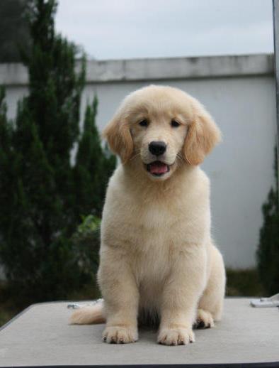 厦门宠物狗狗犬舍出售纯种金毛犬 哪里有金毛