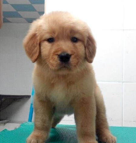 晋城宠物狗犬舍出售纯种金毛犬 宠物狗市场在哪网上哪里卖狗