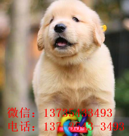 合肥犬舍出售纯种金毛犬幼犬活体宠物狗狗领养大型犬