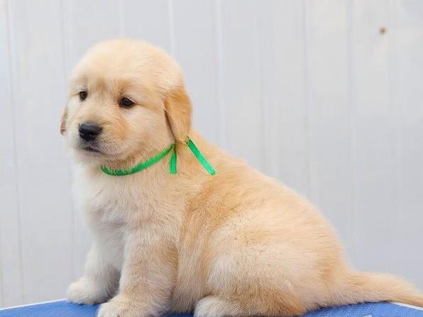 青岛犬舍出售纯种金毛犬狗市场在哪 网上有卖