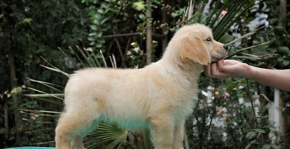 汕尾犬舍宠物狗出售纯种金毛犬幼犬领养狗市在