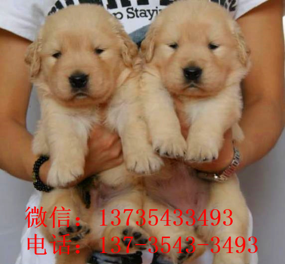 济南犬舍出售纯种金毛幼犬活体大型犬领养宠物