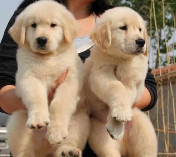 攀枝花犬舍出售纯种金毛犬 哪里有金毛狗领养 