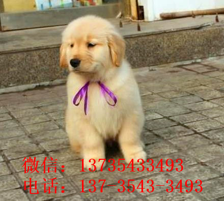 宁波犬舍出售纯种金毛犬幼犬活体宠物狗狗领养