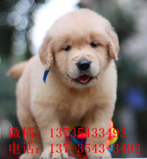 合肥宠物狗犬舍出售纯种金毛犬 哪里买狗 金毛好养吗