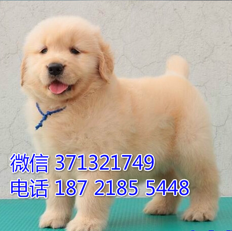 重庆犬舍出售 金毛犬狗狗纯种 重庆大型繁殖基