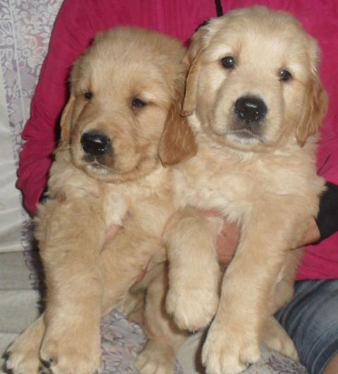 宁波宠物狗犬舍出售纯种金毛犬幼犬黄金猎犬领