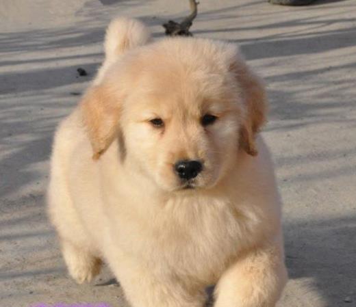 赤峰宠物狗犬舍出售纯种金毛犬 宠物狗市场在