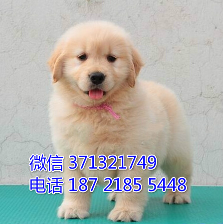 金毛出售纯种大型犬金毛狗狗，包健康 武汉狗场