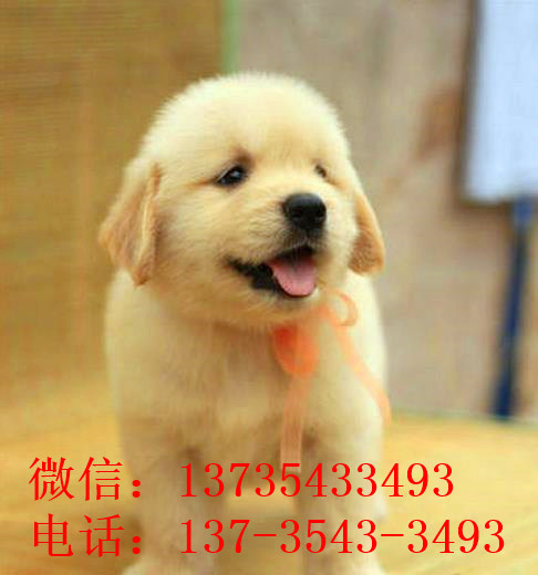 南宁犬舍出售纯种金毛幼犬活体大型犬领养宠物狗狗