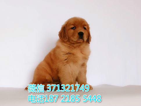 深圳狗场 金毛犬出售纯种 深圳特价宠物狗狗专卖