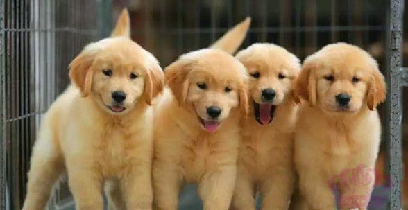 济南狗场出售纯种金毛犬幼犬大型犬领养宠物狗狗