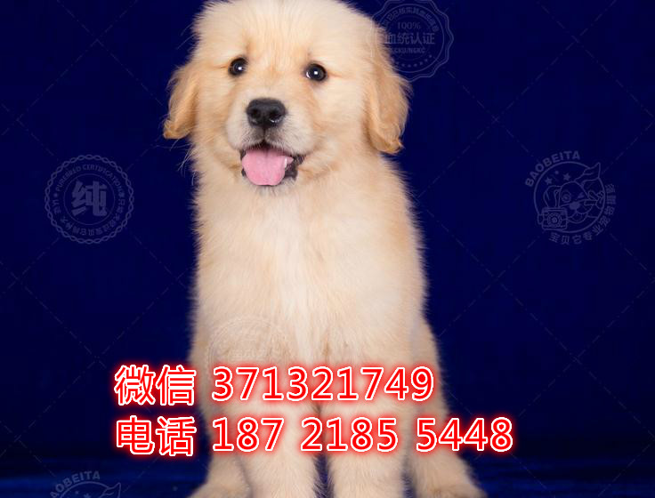 深圳宠物 金毛犬出售纯种幼犬 深圳宠物狗犬舍
