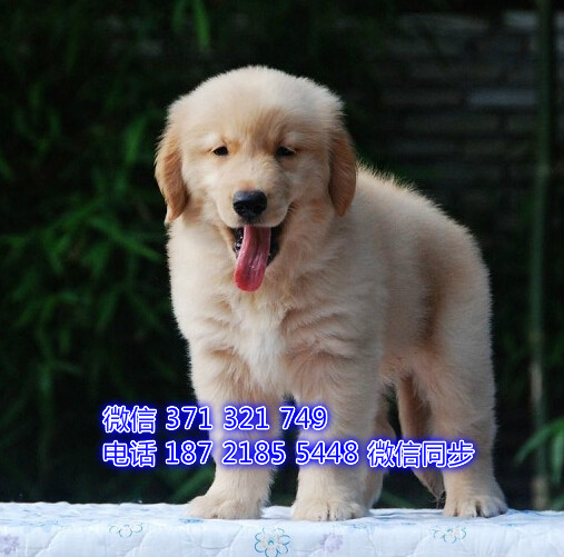 合肥狗狗 金毛出售纯种 合肥犬舍 全国发货