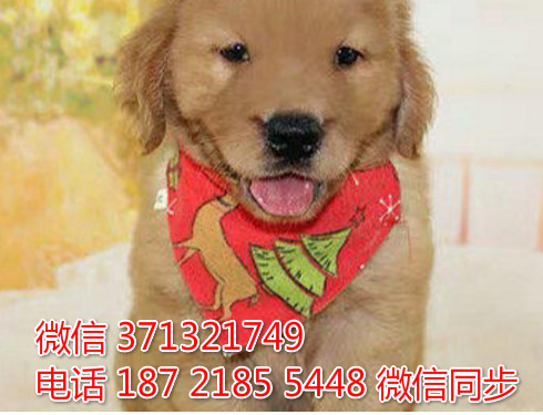 重庆特价 金毛出售纯种幼犬 大型犬哈士奇雪橇