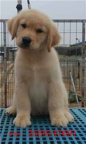 深圳哪里卖纯种金毛 深圳金毛犬舍 深圳哪里卖