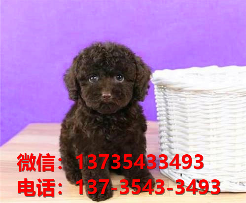 苏州犬舍宠物狗狗出售纯种泰迪犬狗舍哪里有狗狗买狗地方