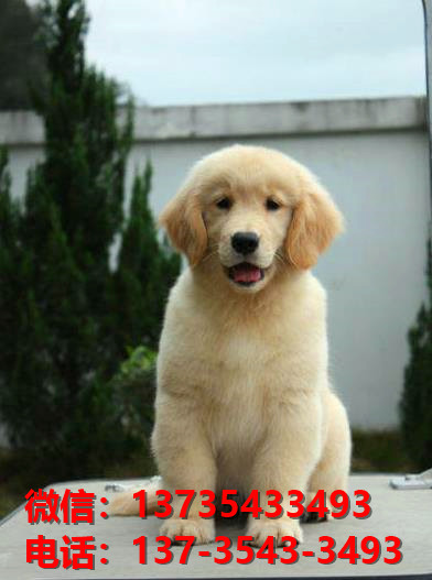 合肥宠物狗狗犬舍出售纯种金毛犬宠物狗市场在哪买狗卖狗领养