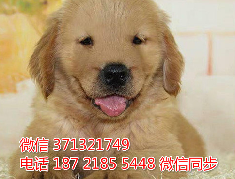 长沙宠物犬舍 金毛犬出售 长沙大型繁殖基地