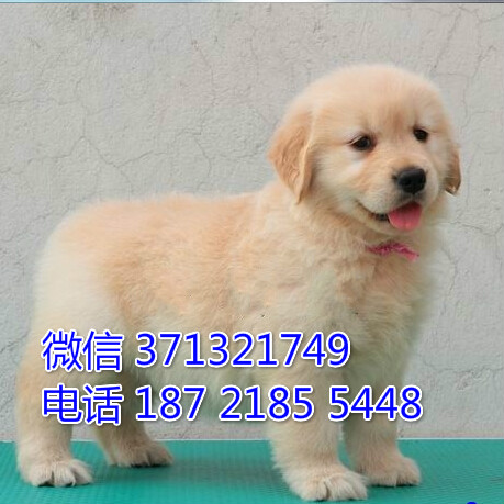 宁波狗狗金毛犬出售纯种幼犬 宁波犬舍 全国发