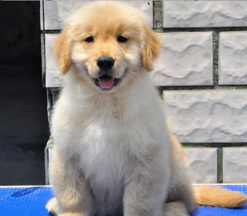 武汉犬舍出售纯种金毛犬活体宠物狗哪里有卖狗