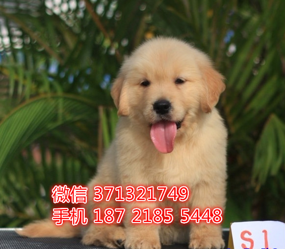 长沙狗狗 金毛犬出售纯种幼犬 长沙犬舍 全国