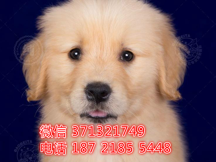 重庆狗狗 金毛犬出售纯种幼犬 重庆特价宠物