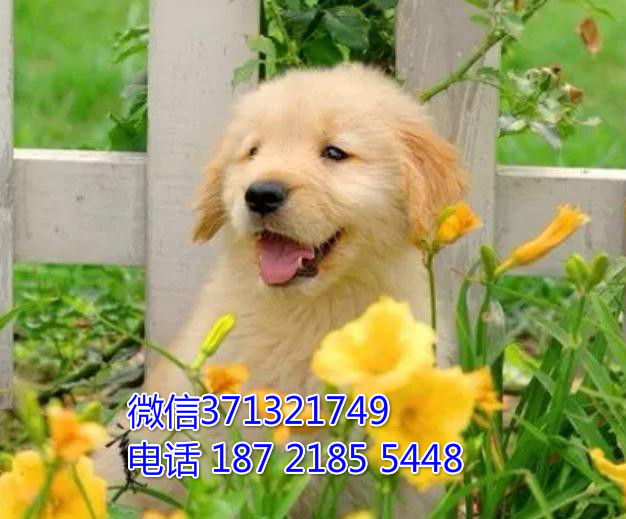 温州宠物 金毛犬出售纯种幼犬 温州犬舍宠物狗