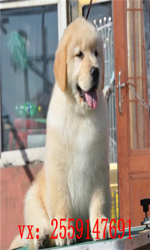 莆田哪里卖纯种金毛犬 莆田金毛出售 莆田宠物