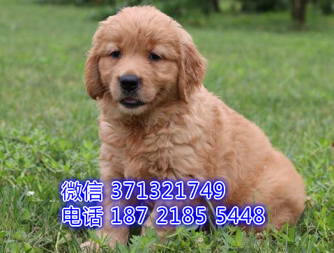 苏州宠物 金毛犬出售纯种幼犬 苏州犬舍子哪里