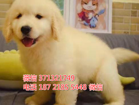 武汉狗狗 出售金毛犬纯种幼犬 武汉狗场 全国
