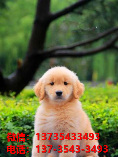 合肥宠物狗狗犬舍出售纯种金毛犬宠物狗市场在哪买狗卖狗领养