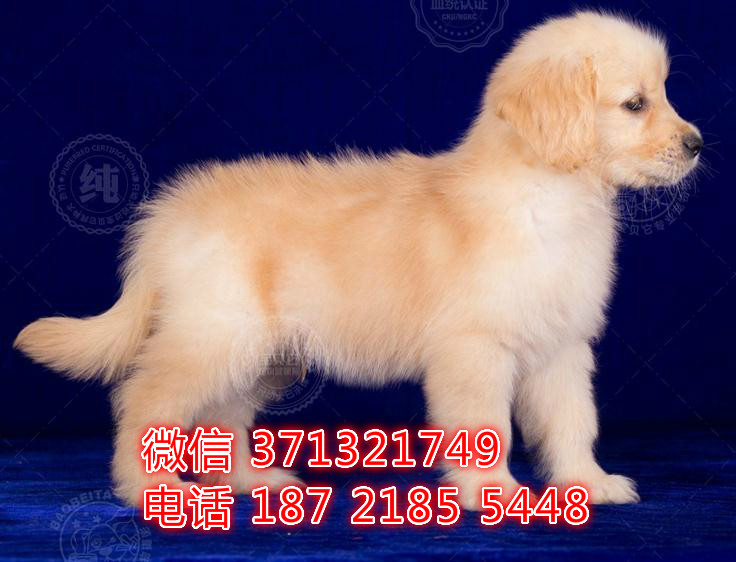 合肥宠物 金毛犬出售纯种幼犬 合肥犬舍在哪里