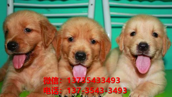 纯种金毛幼犬出售 长沙宠物狗犬舍领养宠物狗市场在哪里卖狗买狗