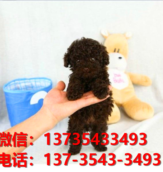 苏州犬舍宠物狗狗出售纯种泰迪犬狗舍哪里有狗