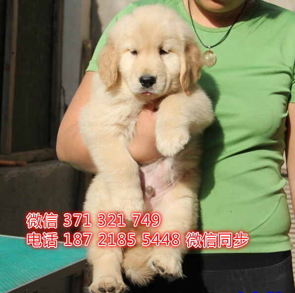 沈阳宠物 金毛犬出售纯种幼犬 沈阳狗场繁殖
