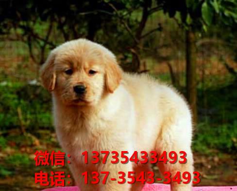 合肥宠物狗狗犬舍出售纯种金毛犬宠物狗市场在哪买狗卖狗领养