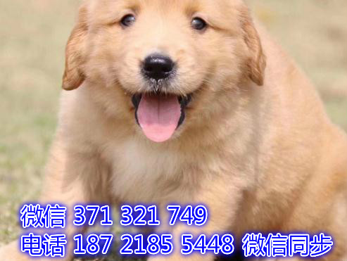 全国发货 犬舍繁殖金毛犬 出售纯种幼犬 包售后6匮