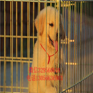 沈阳精品金毛幼犬出售 本地狗多只可选 健康包