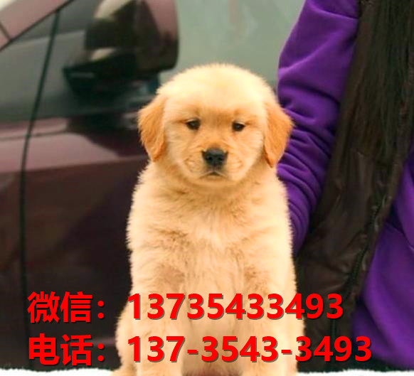 晋中犬舍出售纯种金毛犬 大头金毛幼犬 黄金猎
