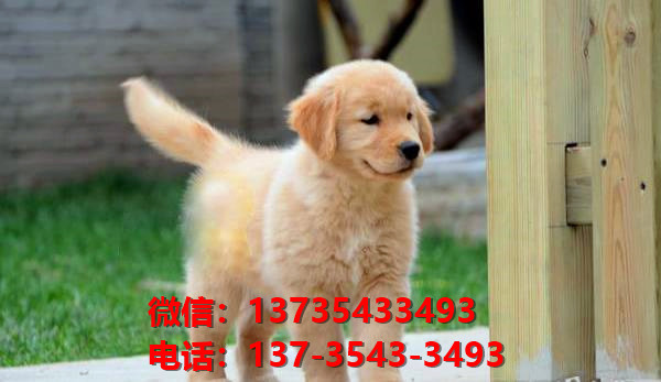 武汉犬舍出售纯种金毛犬 大头金毛幼犬 黄金猎犬哪里有卖狗地方在哪有狗市场