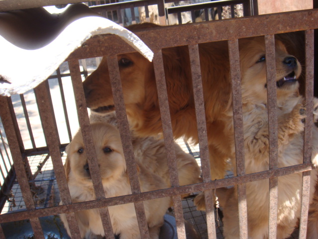 文山哪里卖宠物狗 文山宠物网 云南哪里买金毛