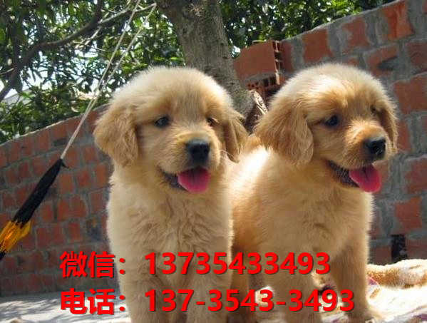 纯种金毛犬 合肥犬舍出售大头金毛寻回猎犬哪里有卖狗地方黄金猎犬 