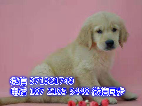 特价金毛出售纯种幼犬 专业繁殖专业发货 可上门看撤