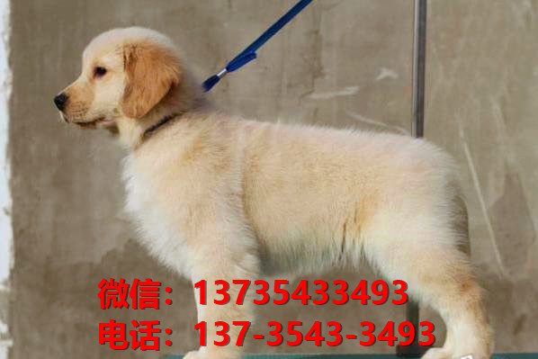 纯种金毛犬 上海犬舍出售大头金毛寻回猎犬哪