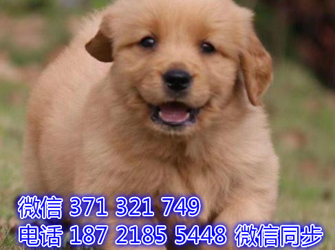 宠物狗狗金毛出售幼犬 全国可以发货 犬舍繁殖幸