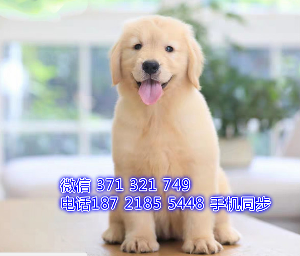 金毛犬幼犬出售纯种 狗场直销宠物 哪里有宠物狗狗对