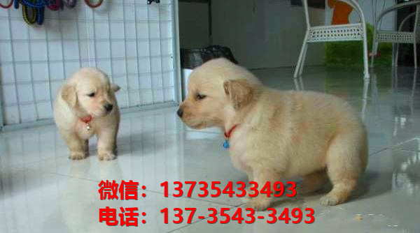 纯种金毛犬 南宁犬舍出售大头金毛寻回猎犬哪里有卖狗地方黄金猎犬 