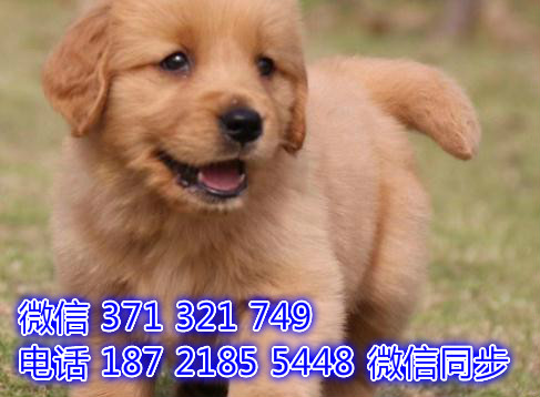 宠物狗狗金毛全国可以发货 犬舍繁殖 包健康诔